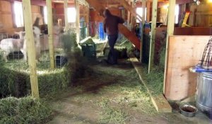 En plein nettoyage dans ce fermier laisse son balai et se laisse aller à une danse au milieu des chèvres