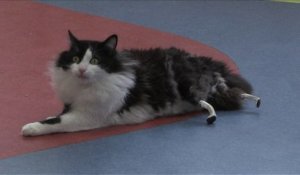 En Bulgarie, un chat "bionique" doté de pattes artificielles