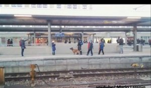 Un chien policier fait chuter une mamie sur la voie ferrée