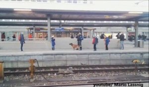 CHOC ! Un chien policier fait chuter une mamie sur la voie ferrée ! Elle est sauvée de justesse !