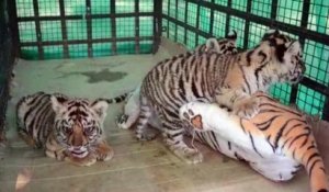 Inde: une drôle de mère de substitution pour bébés tigres
