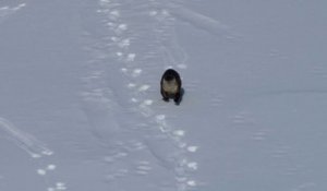Une loutre glisse sur la neige