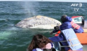 Les baleines grises face à une nouvelle menace