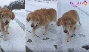 Adorable : Ce chien aveugle part pour un séjour à la neige