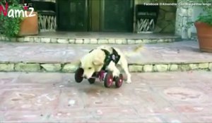 Née sans pattes avant, cette petite chienne handicapée est dotée d'une joie de vivre contagieuse