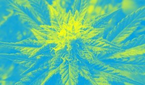 Pour ou contre la dépénalisation du cannabis ?