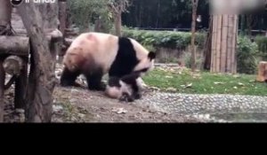 Une maman panda veut donner un bain à son bébé !