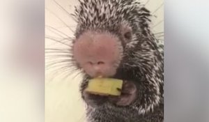 Adorable : Un porc-épic mange un morceau de banane