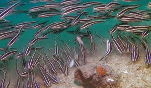 Invasion de poissons chats. Impressionnant