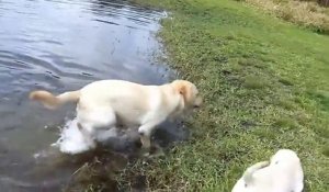 Ce papa Labrador enseigne à ses petits comment nager