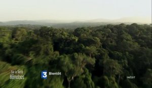 Muriel Robin et Chanee sur la terre des bonobos (Teaser 1)