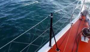 D107 : Dolphins welcoming Rich Wilson as he's approaching Les Sables d'Olonne / Vendée Globe