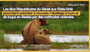 Alaska, sur la piste des ours et des loups