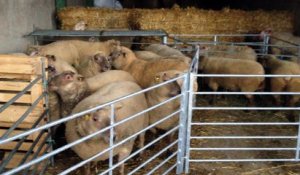 VIDEO. Les moutons gâtinais en partance pour le Salon de l'agriculture