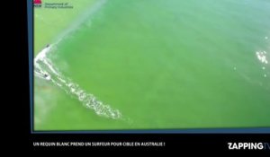 Un grand requin blanc attaque un surfeur en Australie, la vidéo terrifiante