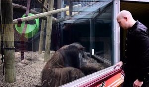 Découvrez comment un orang-outan fait de la magie