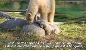 Au zoo de Mulhouse, l'oursonne Nanuq fait sa première sortie