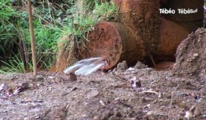 De l’arsenic à lopérec en finistère ?