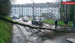 Tempête Zeus. Un arbre tombe sur le chemin de l’école à Morlaix