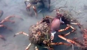 Des dizaines de crabes géants attaquent une pieuvre...
