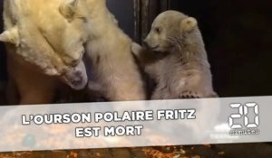 Fritz, le petit ours polaire du zoo de Berlin est mort