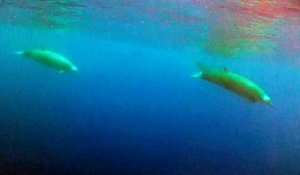 Une baleine à bec de True filmée pour la première fois