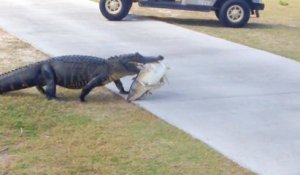 Quand un alligator traverse un cours de golf avec un énorme poisson dans la gueule