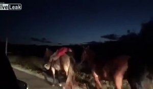 Un cheval ramène son maître bourré chez lui... Pratique l'animal