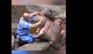Petit brossage de dents pour cet hippopotame ! Dentiste de l'extreme