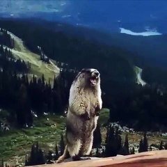 La Marmotte Qui Pousse Un Cri Hallucinant Sur Orange Videos