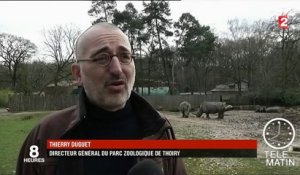 Yvelines : un rhinocéros du zoo de Thoiry tué pour sa corne