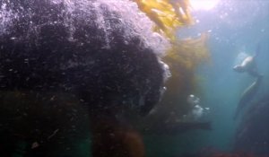 Un plongeur se fait attaquer par un lion de mer