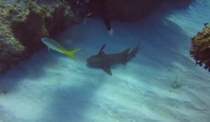 Ce plongeur héroique sauve un requin qui a un couteau planté sur sa tête