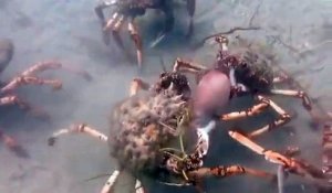 Un plongeur tombe sur un nid de crabes géants entrain de dévorer une pieuvre !