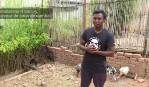 Le combat de coqs à Madagascar, entre tradition et démesure