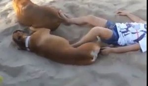 Ce chien donne une bonne correction à une jeune fille qui l'embêtait avec des coups de pied pendant son sommeil