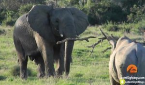 Quand un éléphant montre à un rhinocéros qui est le boss avec son baton !