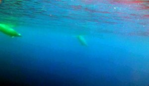 Une grande discrète : une espèce très rare de baleine aperçue pour la première fois dans les océans