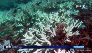 Australie : une barrière de corail est en danger