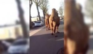 Deux chameaux se promènent en liberté à Roubaix