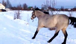 Veritable amour entre un chien et un cheval