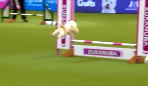 Un chien un peu trop foufou sur un parcours d'agility !