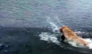 Un chien tente de pêcher un poisson !