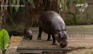 Un Bebe Hippopotame Nain Apprend A Nager Au Zoo De Sydney Sur Orange Videos