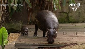 Un Bebe Hippopotame Nain Apprend A Nager Dans Un Zoo Australien Sur Orange Videos