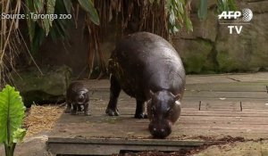 Un bébé hippopotame nain apprend à nager dans un zoo australien