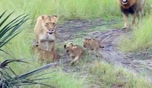 Des lionceaux trop mignons qui veulent rugir comme leur père
