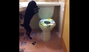 Ce chien connaît parfaitement comment utiliser les toilettes pour humain