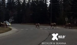 Le Canada a mis en place des "passages d'élans"