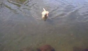 Leur chien nage la brasse... Incroyable!